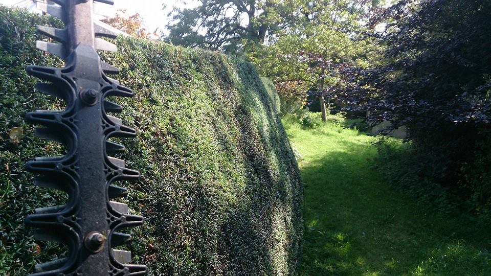 Experts in tree and hedge maintenance